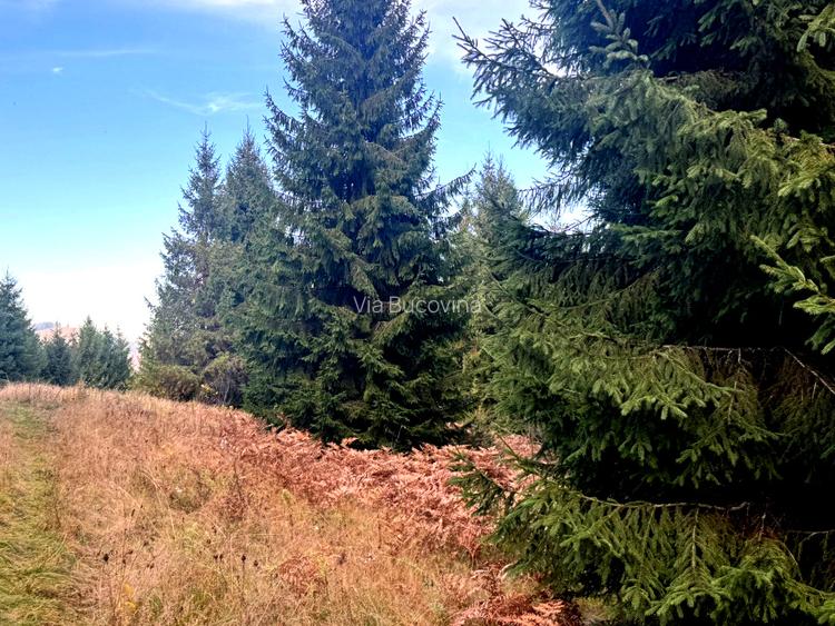 Vanzare 5,3 ha pasune deasupra Voronetului Suceava - Proiect Turistic - 18