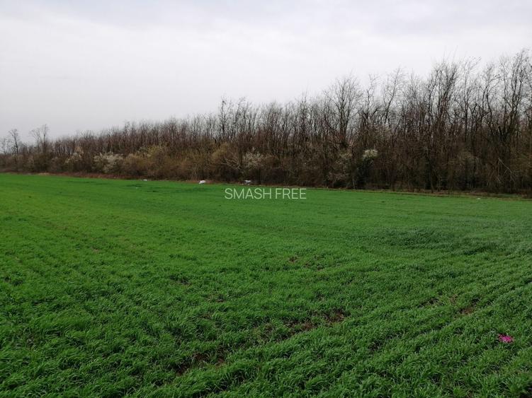 Teren extravilan localitatea Afumati - 2