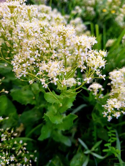 Teren JANDARMERIEI, Baneasa (sector 1) - 5