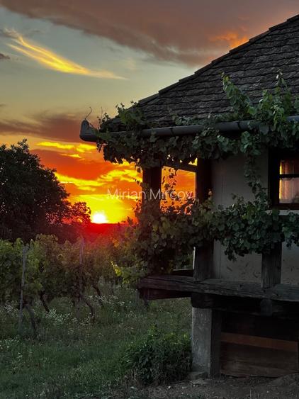 Proprietate istorică , crama +vie DOC + distilerie +loc. evenimente+ 20000 vin - 14