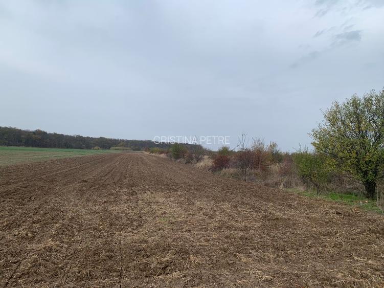 Teren Sabareni linga padure 10 minute pina in Bucuresti - 6