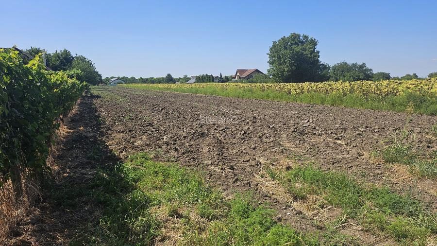 Teren intravilan 4000m2 - Cazasu, Braila - 11