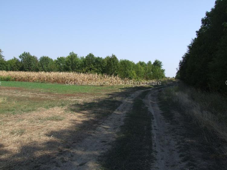 Clinceni-Ordoreanu-padure loturi  733mp - 4