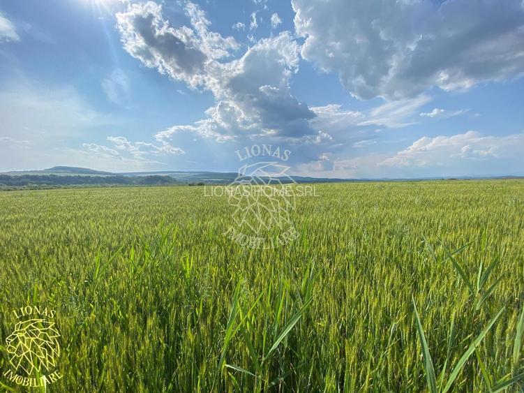 Teren -4.300 mp - Arabil - Chintelnic - 3