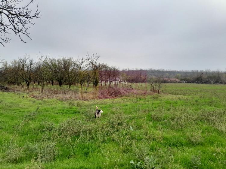 BARCANESTI -  casa +curte+teren 16k mp - 51