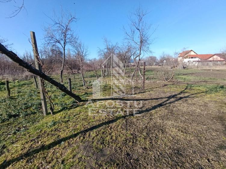 Casa individuala cu teren generos 2158mp, front 12m, livada, Freidorf - 10