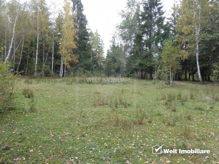 1.6 ha de padure cu poienita, parau la limita curtii, cabana pentru trei familii - 3