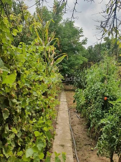 teren si casa batraneasca de vanzare - 5