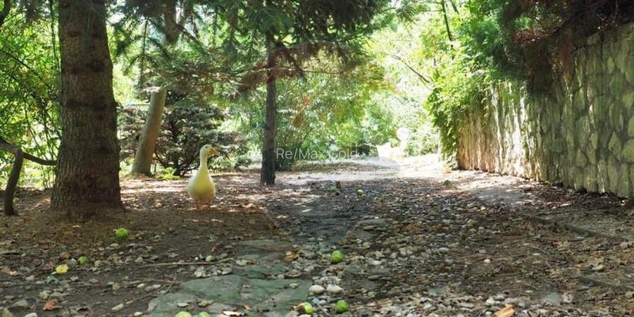 Vila la Lacul Snagov deschidere 21 ml,  ponton propriu - 11