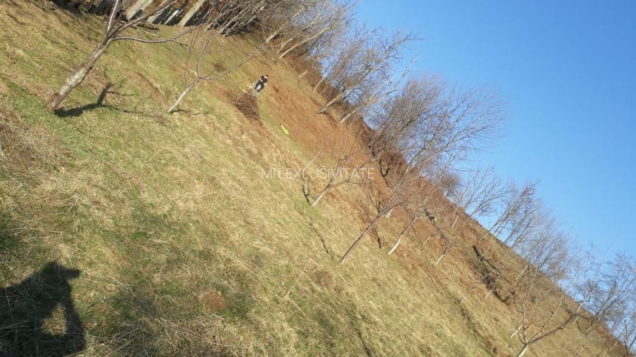 Teren extravilan de vânzare – Stănești, 3.861 mp, livadă de cireși - 5