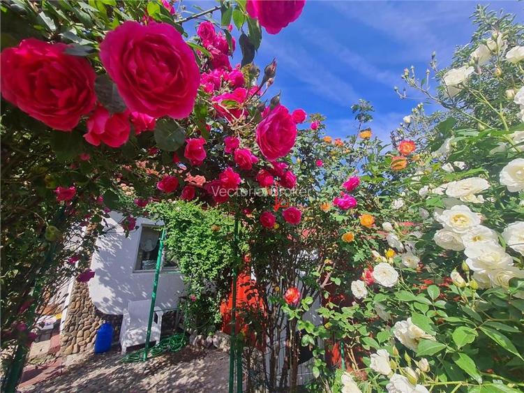 Inchiriere casa individuala 3 camere si curte generoasa Chitila - 6