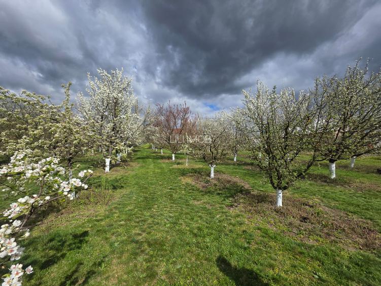 Vand teren intravilan loc.Barsau Hunedoara - 2