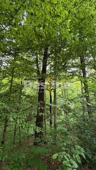 PĂDURE DE VÂNZARE – 17 HA – VALEA MARE, COMUNA BĂLILEȘTI, JUDEȚUL ARGEȘ - 4