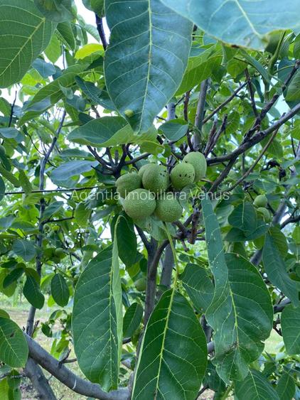 Livada de nuci cu suprafata de 4 hectare - 4