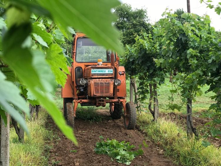Investiție rară în Bihor - 8