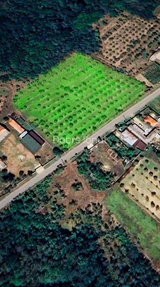 Teren vanzare, 8000 m2, Danicei, Cuca, Arges - 3