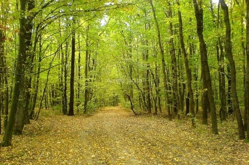 Teren 4.200 mp, lângă lac și pădure – SUPER PREȚ: 2,5€/mp - direct proprietar - 2