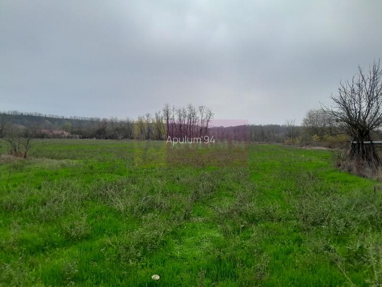 BARCANESTI -  casa +curte+teren 16k mp - 14