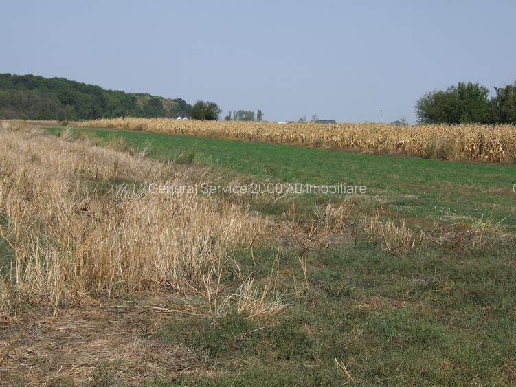 Teren Clinceni-Ordoreanu padure - 3