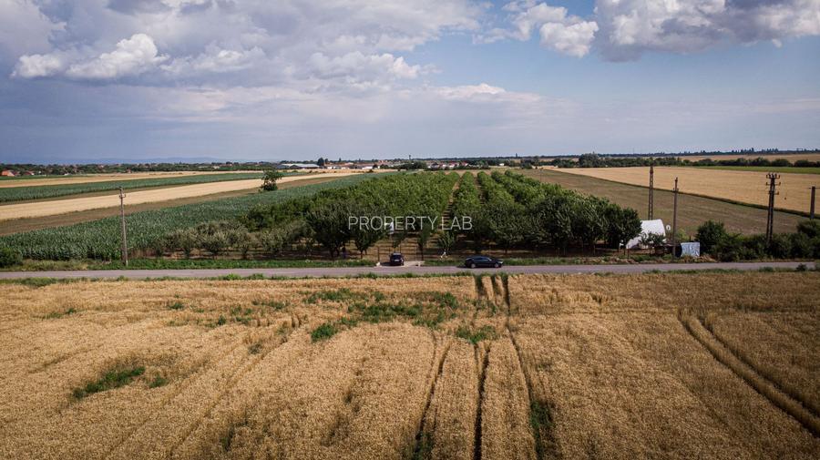 Livadă de nuci altoită și ecologică 2.5ha - 10