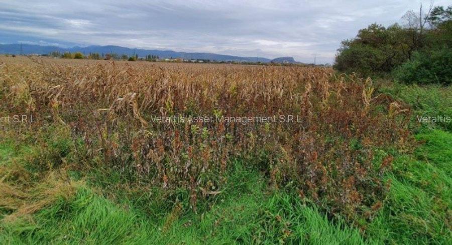 Teren arabil 11,791 mp Simeria - 5