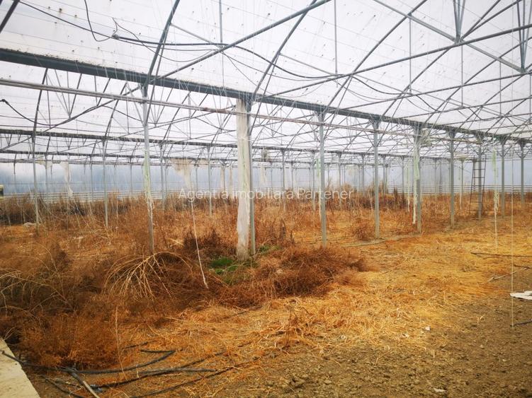 Teren 12.000mp + sera 3.000mp, Ciofrangeni-Arges - 5