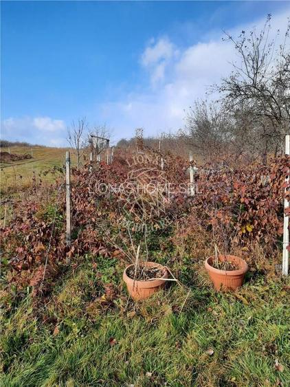 Casa Cabana de vacanta -100 MP +bucatarie vara- 2000 mp teren Dumitra - 3