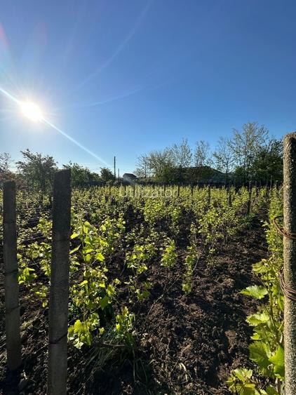 Direct proprietar: Casă demolabilă + teren 1167mp - 4