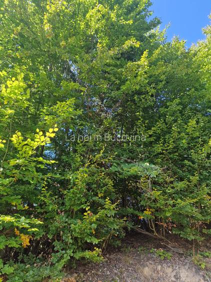 Vindem teren forestier 44165 mp Doabra - Bucovina - 9