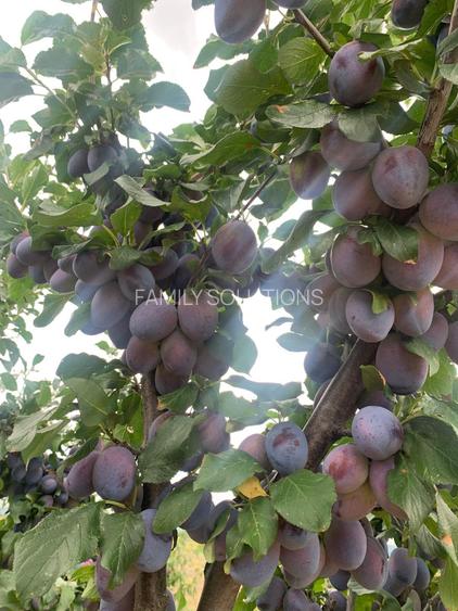 De Vânzare – Fermă de Pomi Fructiferi, 48,8 ha, Iancu Jianu, Jud. Olt - 20