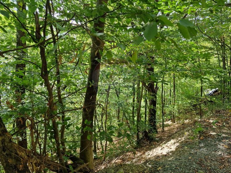 Teren extravilan de pădure,  Florești - 3