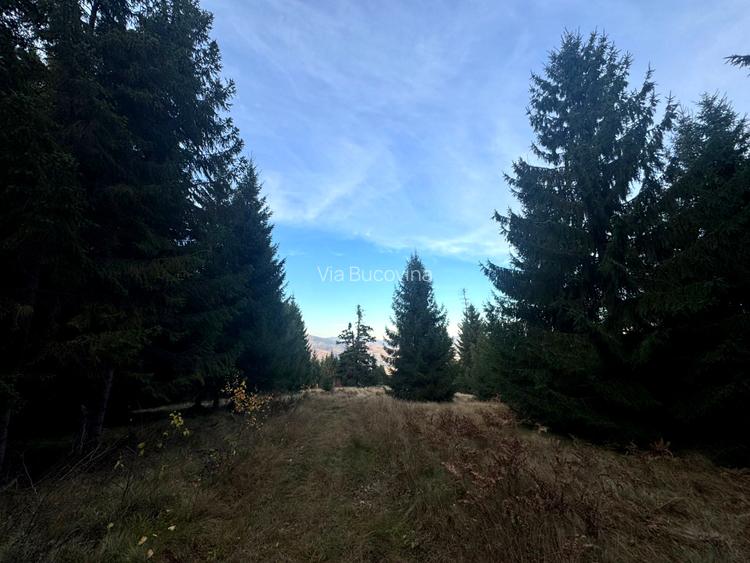 Vanzare 5,3 ha pasune deasupra Voronetului Suceava - Proiect Turistic - 27