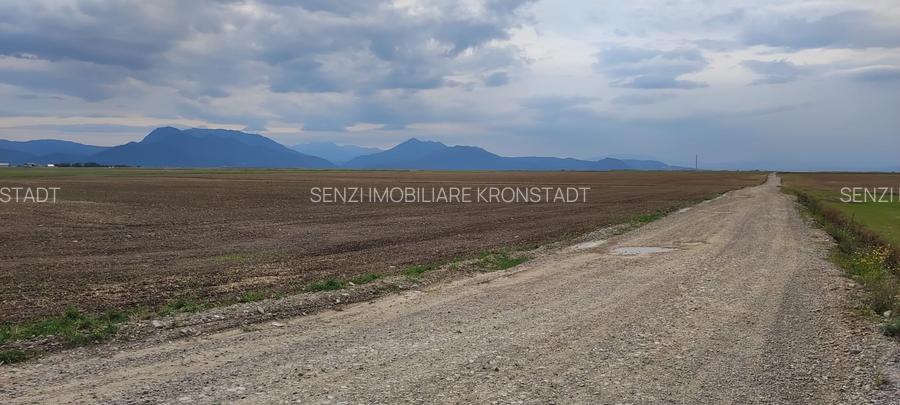 Carpinis, 10000mp-arabil, 25000euro - 3