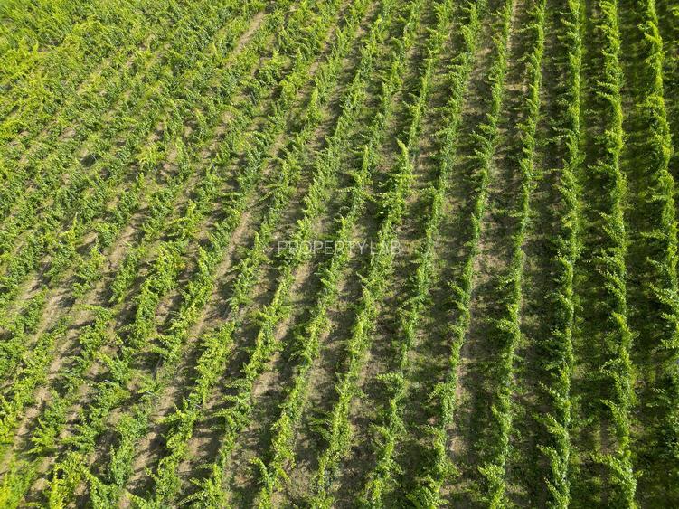 Vie Tradițională „Halta Lupilor” - 50