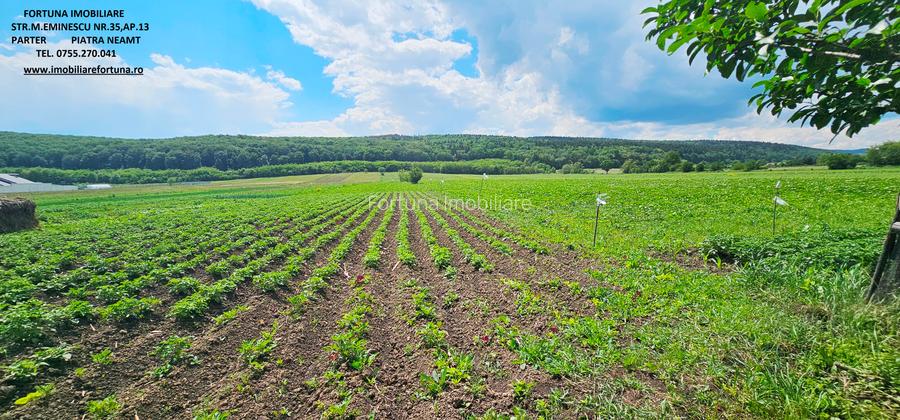 Proprietate com.Bodesti, casa+ anexe + teren 7481 mp - 7