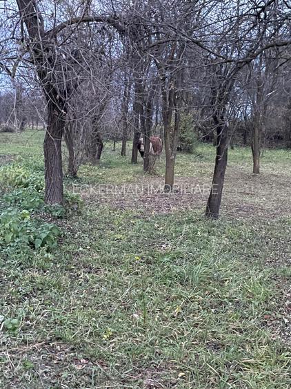 Densuș, casă de vânzare, pozitie extraordinara, 2000 mp teren - 4