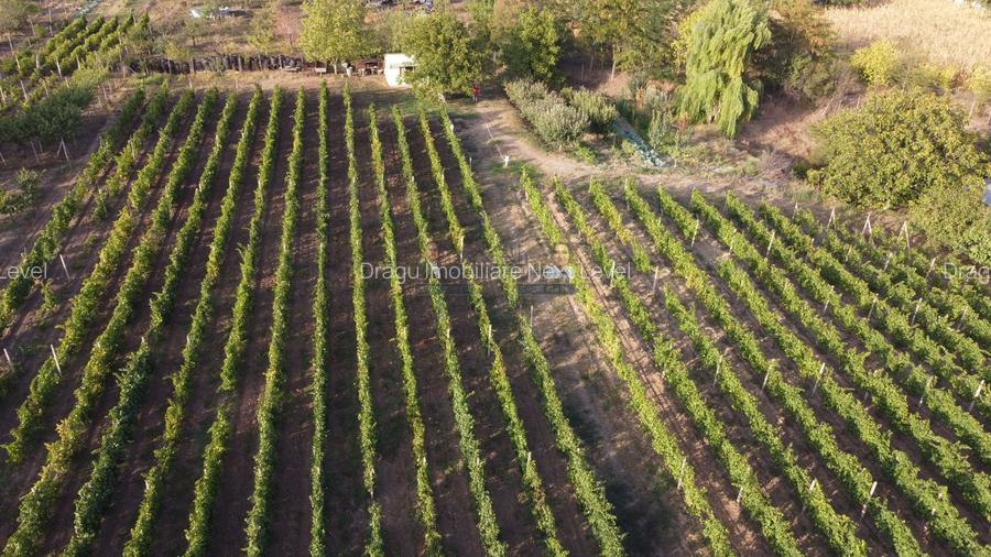 Teren intravilan Tecuci/Podgorie si Pomi Fructiferi/5000 mp - 6