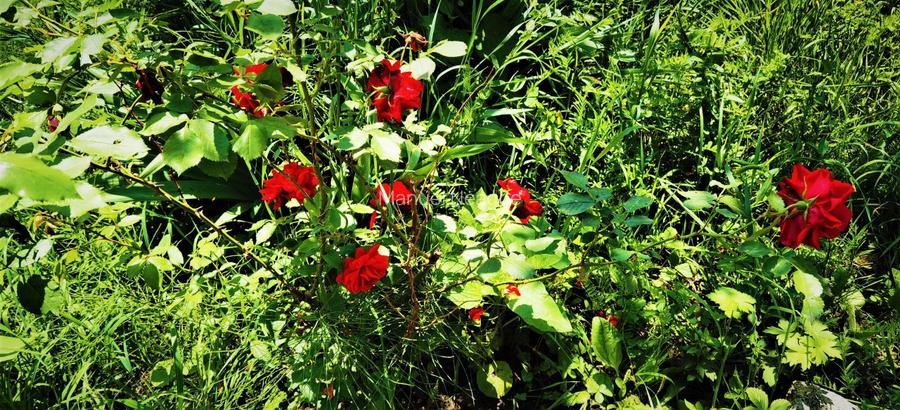 Casa Breaza 215mp,teren 2055mp,priveliste frumoasa , zona de deal fara poluare - 13