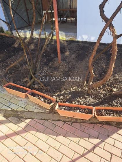 CASA  COMPLET PREGATITA PENTRU LOCUIT, CURATA COMPLET RENOVATA   - 7