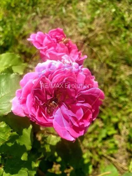 TEREN extravilan- 6 E/MP- CU PLANTATIE DE TRANDAFIRI! Teliu 7000mp - 9