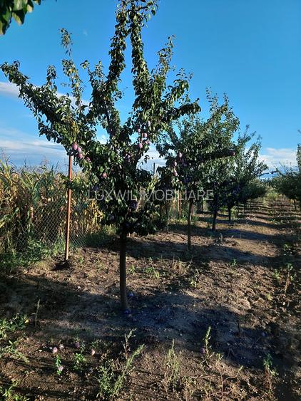 Vanzare teren în localitatea Răscruci - 6