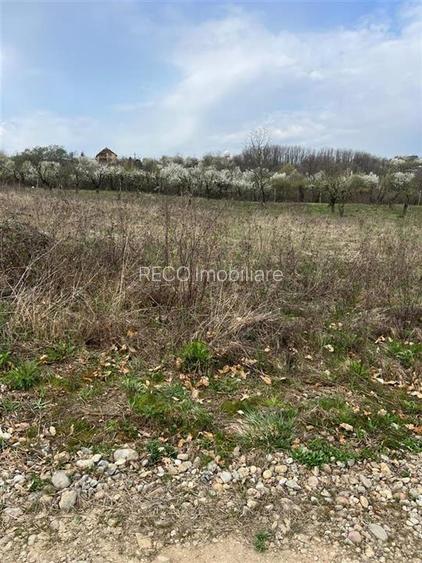 RECO Teren Saldabagiu de Munte, la 5 minute de spitalul TBC - 2