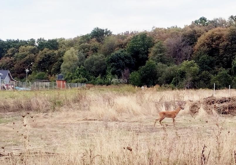 Case individuale,padure, tva inclus,proprietar - 12