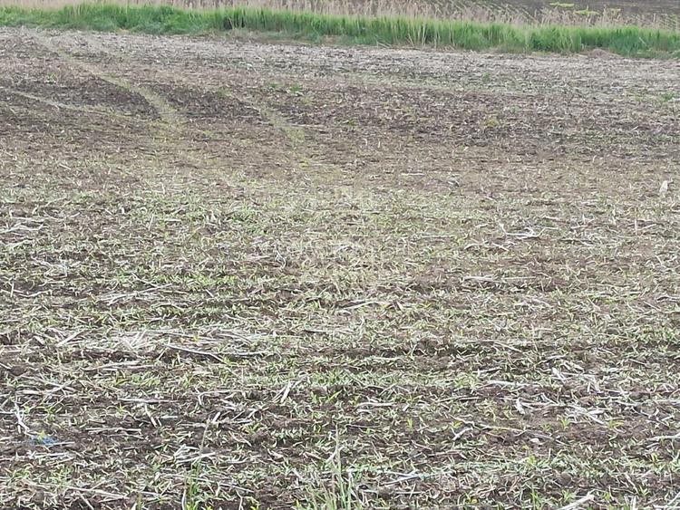 Teren intravilan 1000 mp cu utilitati-ideal casa P+2E-Sarata - 3