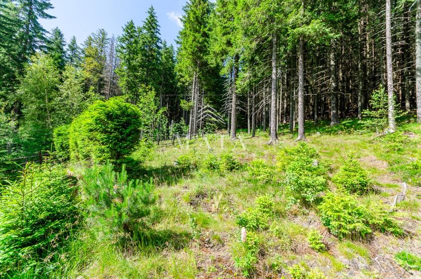 Casa 3 camere, 840 mp teren care include padure, Paltinis - 16