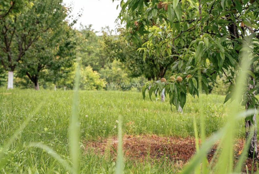 Visează, construiește, culege: Livada Paradisului – De Vânzare - 12