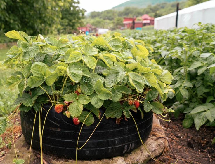 Viseaza, construieste, culege: Livada Paradisului - De Vanzare - 10