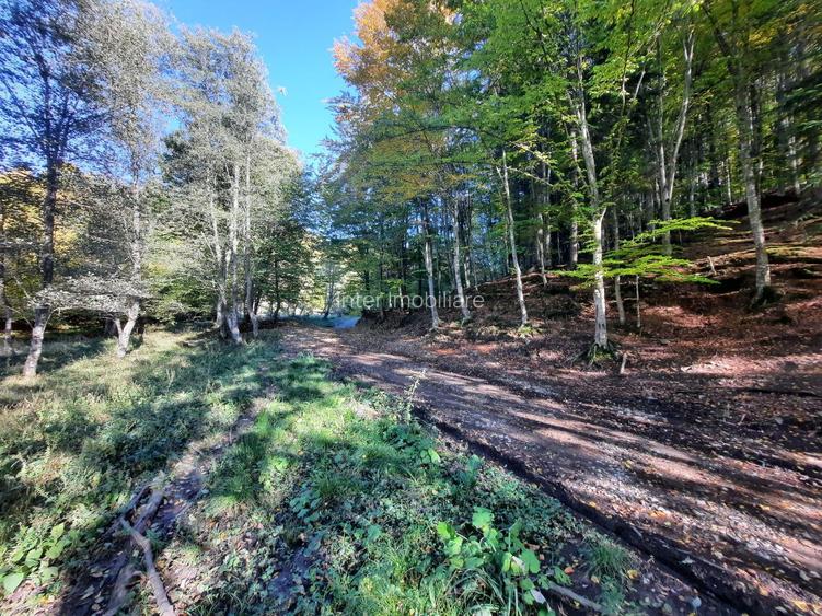 Teren 7.160 mp la marginea pădurii– Alexandru cel Bun,acces forestier cod 160785 - 3