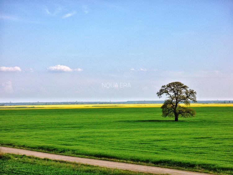 Loturi 1000 mp Frumușani–natură, zona cu pădure si lac, deschidere drum județean - 10