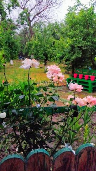 Casă locuibilă cu 1400 mp teren, vie pe rod și livadă – aproape DN3 – Ștefănești - 15